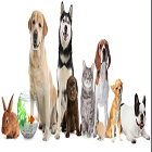 Pets Shop வர்ண மீன்கள் செல்ல பிராணிகள்